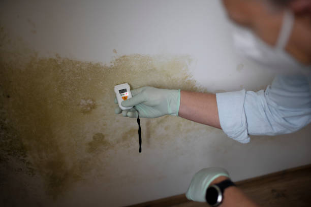 Best Basement Mold Remediation in Lynn Haven, FL